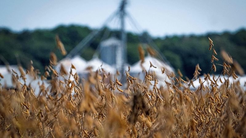 Les agriculteurs américains font face à un double coup dur : l'arrêt bloque les prêts, les tarifs pèsent sur les prix