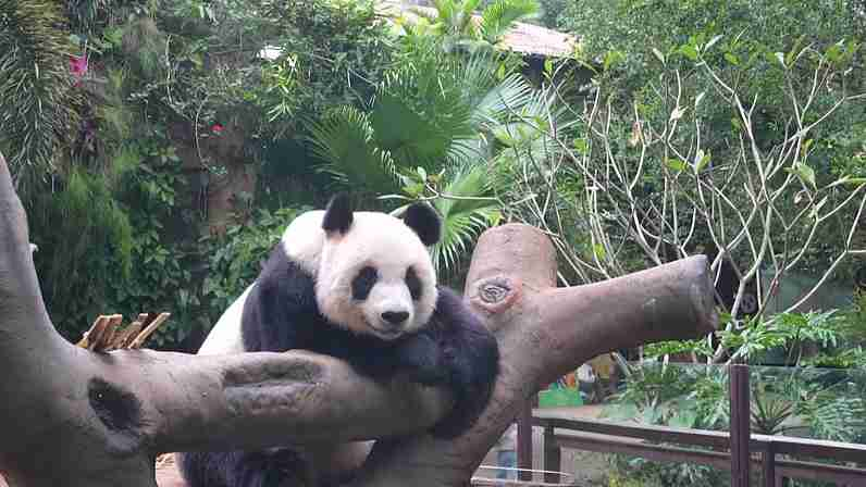 La vie des pandas à Hainan : Une journée avec Gong Gong et Shun Shun La vie des pandas à Hainan : Une journée avec Gong Gong et Shun Shun video poster