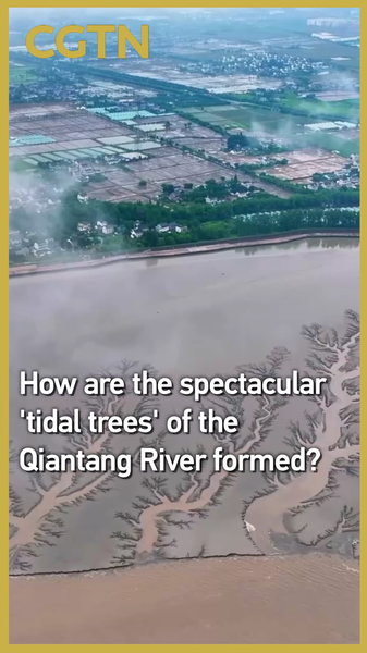 Comment se forment les spectaculaires arbres de marée de la rivière Qiantang Comment se forment les spectaculaires arbres de marée de la rivière Qiantang video poster
