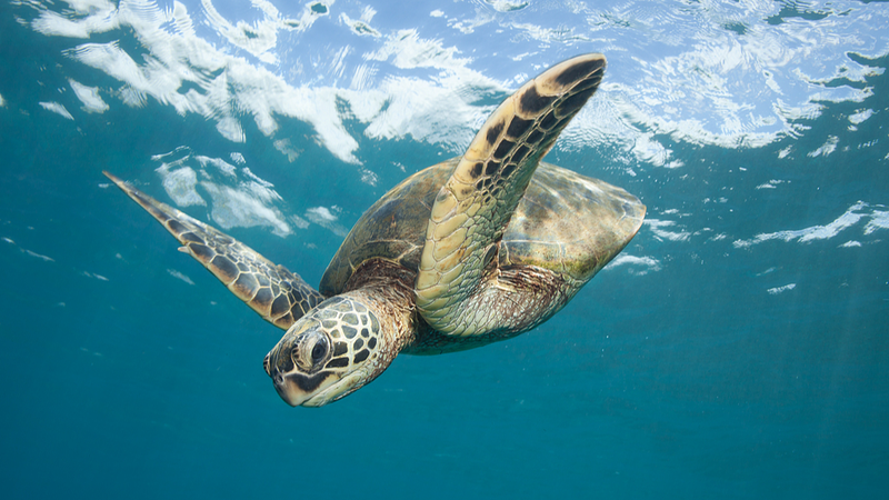 Première Éclosion Complète de Tortue Verte de Mer Enregistrée sur le Récif de Yongshu Première Éclosion Complète de Tortue Verte de Mer Enregistrée sur le Récif de Yongshu