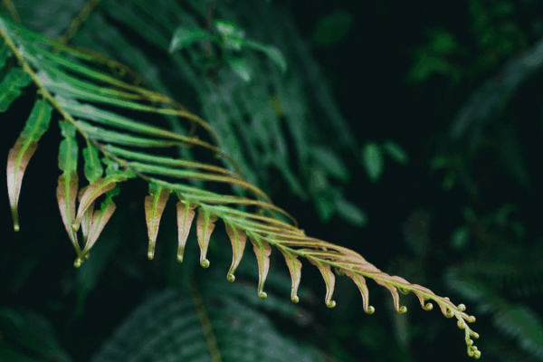 Le talent caché de la fougère : comment elle auto-assemble des éléments de terres rares