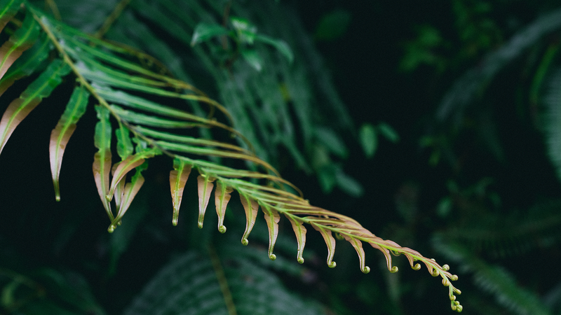 Le talent caché de la fougère : comment elle auto-assemble des éléments de terres rares