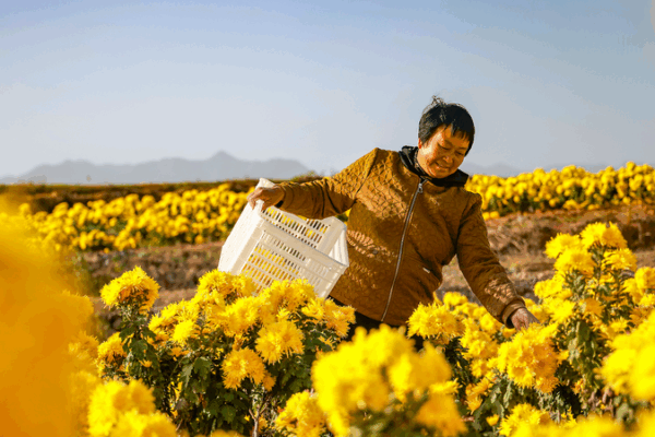 Les chrysanthèmes dorés suscitent l'engouement pour l'agritourisme dans le Zhejiang