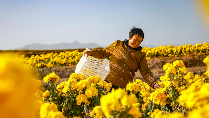 Les chrysanthèmes dorés suscitent l'engouement pour l'agritourisme dans le Zhejiang