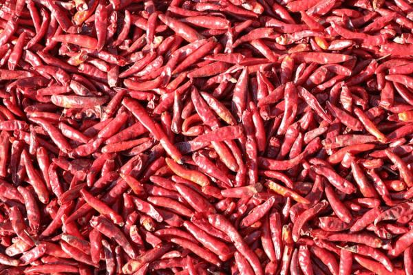 Des scientifiques chinois développent un chili-mètre en gel pour mesurer le piquant