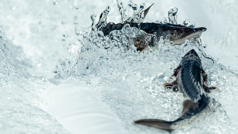 La Chine élève une esturgeon chinois de troisième génération dans une percée en conservation