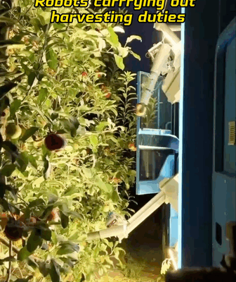 Les robots des vergers améliorent l'efficacité de la récolte à travers le continent chinois video poster