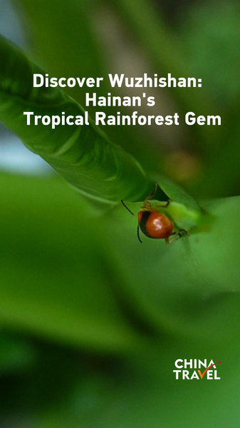 Découvrez Wuzhishan : Le joyau tropical de la forêt tropicale de Hainan video poster