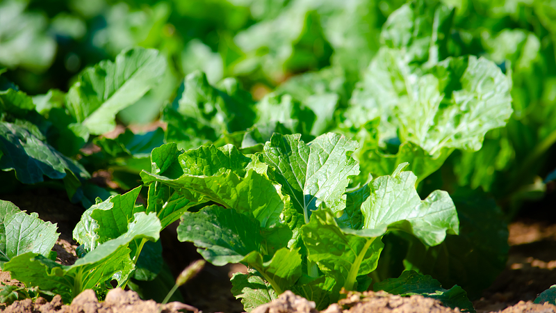 Les microbes du sol alimentent le retour au vert sur les îles coralliennes tropicales