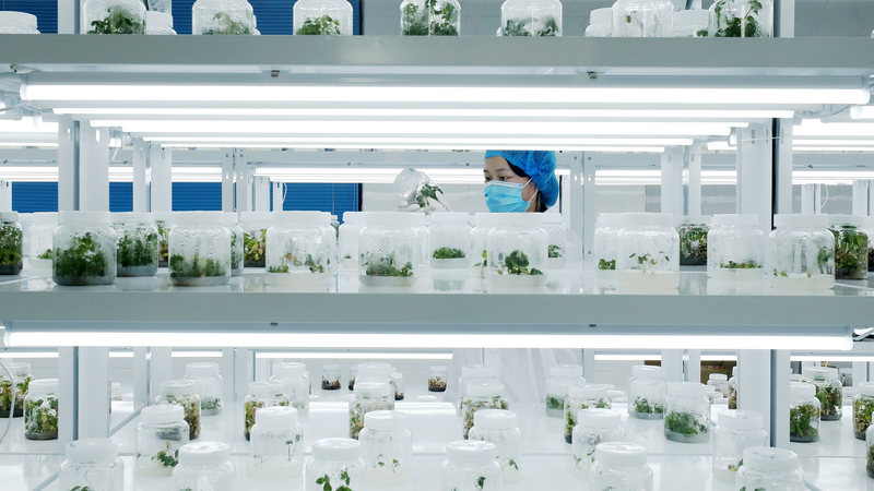 Graines_de_force___l_agriculture_moderne_prend_racine_en_Chine_continentale