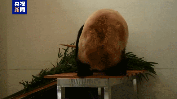 La Chine ouvre une nouvelle base géante pour pandas dans le Sichuan