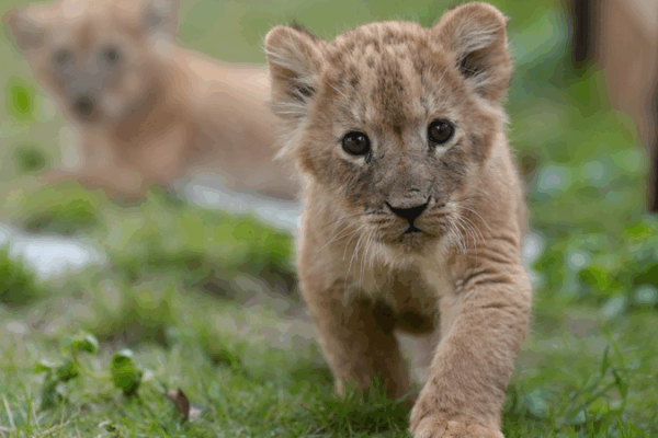 Les quintuplés de lionceaux célèbrent leur premier mois avec leur première aventure en plein air
