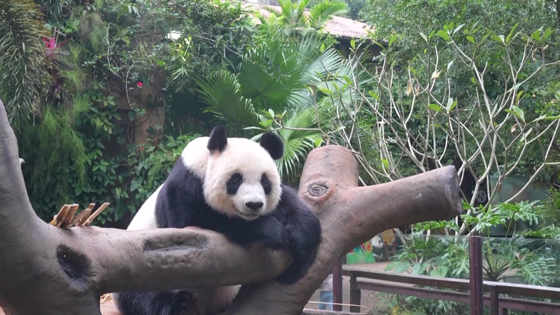 Rencontrez Shunshun et Gonggong : Les stars pandas de l'île de Hainan video poster