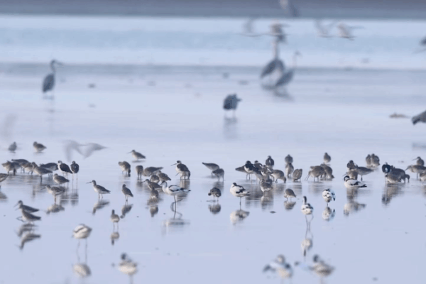 Les_oiseaux_migrateurs_affluent_vers_le_sanctuaire_du_lac_Poyang video poster