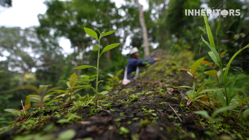 Comment les arbres tombés soutiennent l'ancienne forêt de thé de Jingmai