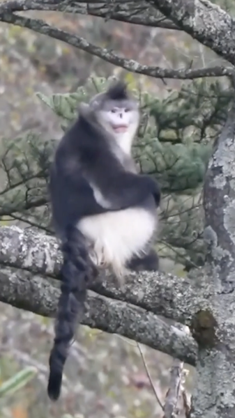 Les Singes au Nez Camus du Yunnan Flourissent : La Population Passe à 350 video poster