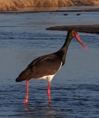 Les oiseaux migrateurs transforment la zone humide de la rivière Nanyang du Shanxi video poster