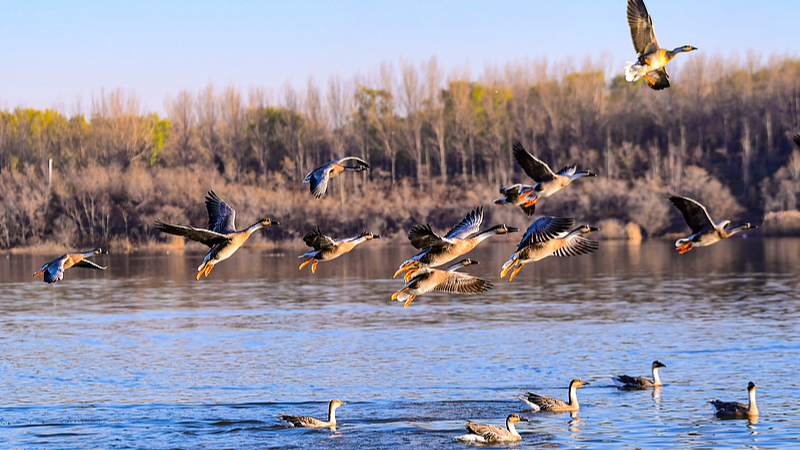 Vol vers le sud : Migration hivernale des oiseaux à travers la Chine continentale video poster