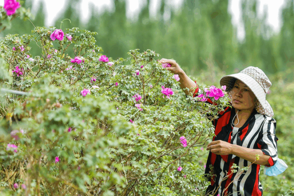 Or d'un désert : comment le Xinjiang cultive des roses et élève des poissons video poster