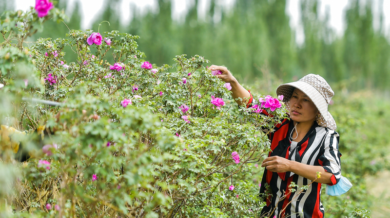 Or d'un désert : comment le Xinjiang cultive des roses et élève des poissons video poster