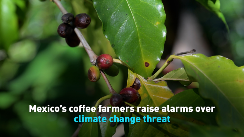 Les cultivateurs de café mexicains tirent la sonnette d'alarme face à la menace climatique video poster