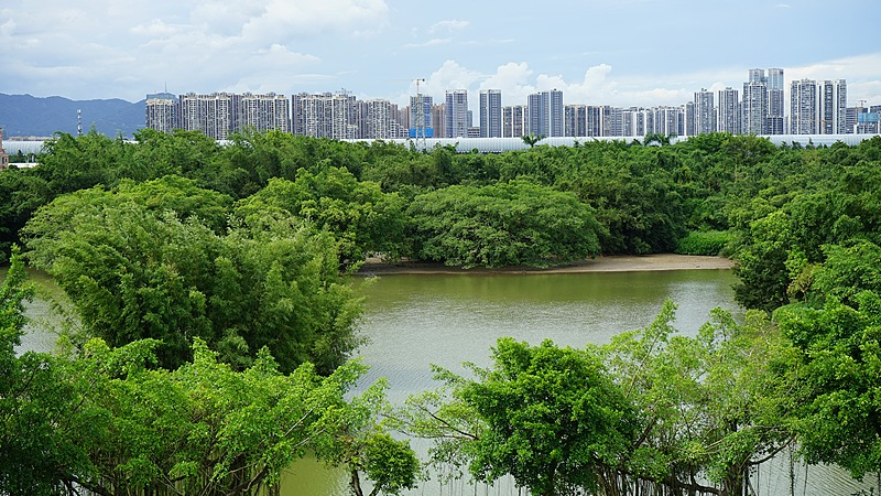Paradis_des_Oiseaux___Explorez_l_Ancien_Sanctuaire_de_Banyan_du_Guangdong video poster