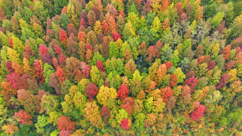 La forêt d'érables de Guizhou se pare de rouge flamboyant en ce début d'hiver video poster