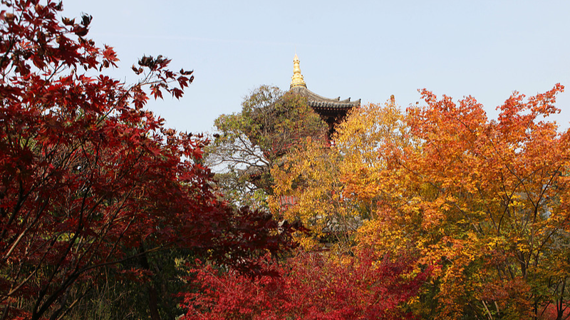 Kaleidoscope d'automne : Le parc Xingqinggong à Xi'an brille de teintes dorées