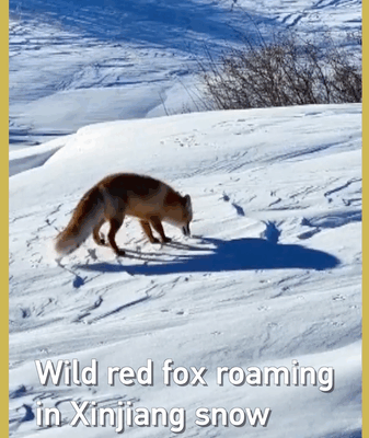Un renard roux protégé se promène dans la neige du Xinjiang, renforçant la biodiversité video poster