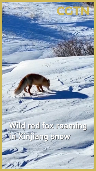 Un renard roux protégé se promène dans la neige du Xinjiang, renforçant la biodiversité video poster