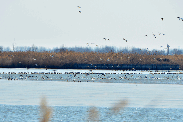 Le marais Qilihai observe un nombre record d'espèces d'oiseaux et une migration anticipée