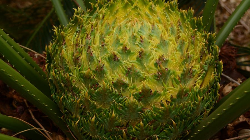 Dans la forêt tropicale de Hainan : Un trésor de biodiversité