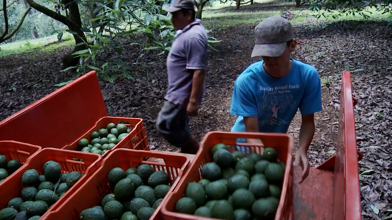 Les cultivateurs mexicains envisagent l'Expo d'importation de Chine 2025 pour développer le commerce