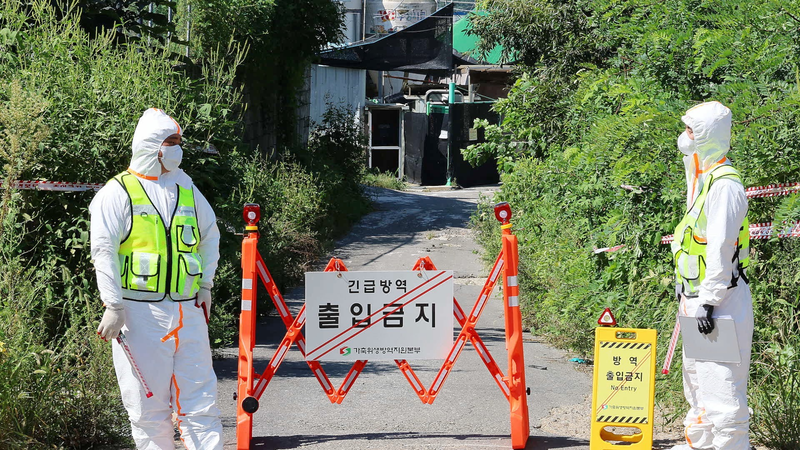 La Corée du Sud élève l'alerte sur la peste porcine africaine à 'grave'