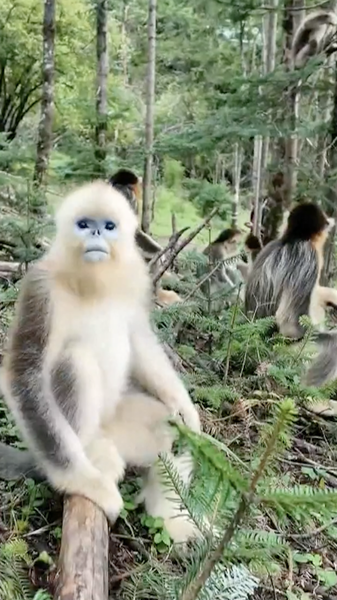 Le retour de la nature : Les réserves de Chine continentale prospèrent video poster