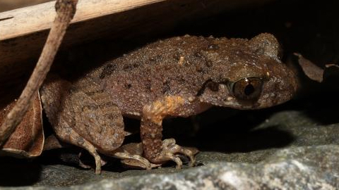 Grenouille Kung Fu : Leptobrachella kungfu découverte à Guangdong