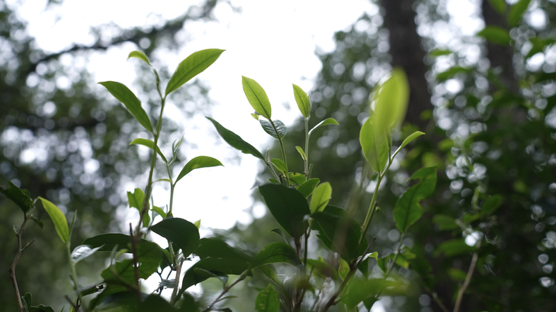 Forêts anciennes de thé de Jingmai : Une leçon de sagesse écologique video poster