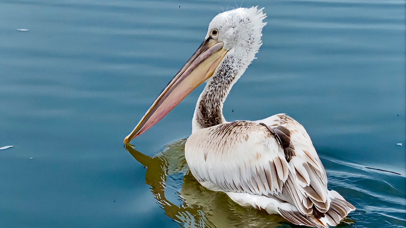 Les Pélicans à Grande Bouche Atterrissent à la Zone Humide de la Rivière Sanggan video poster
