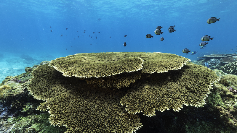 Rapport : Les eaux côtières de l'île de Hainan parmi les plus propres de Chine