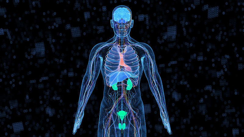 Des scientifiques chinois dévoilent un modèle pour suivre le vieillissement de 13 organes