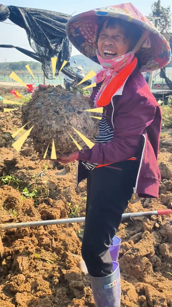 La récolte de Konjac à Hainan vibre d'énergie video poster