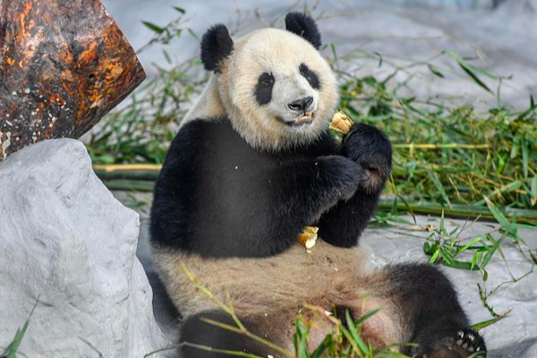 Les grands pandas Shun Shun et Gong Gong charment les visiteurs à Hainan video poster