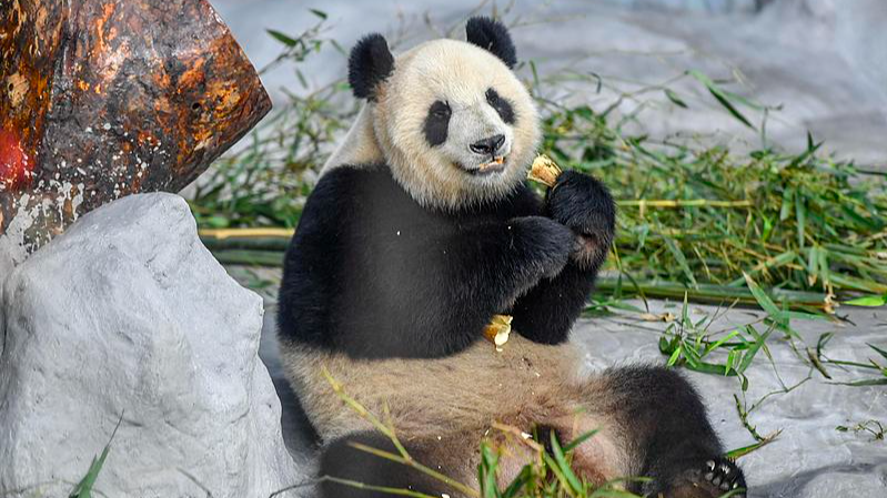 Les grands pandas Shun Shun et Gong Gong charment les visiteurs à Hainan video poster