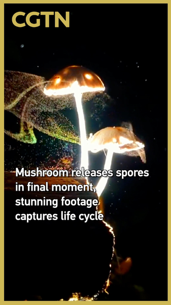 Une vidéo étonnante montre un champignon libérant des spores dans sa dernière minute video poster