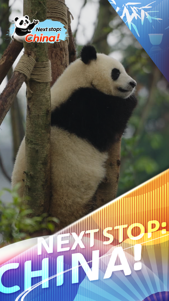 Les géants bien-aimés de Chengdu : pourquoi les fans de pandas reviennent sans cesse video poster