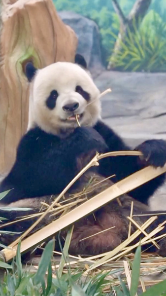 La nouvelle base des pandas géants en Chine, dans le Sichuan, commence ses opérations d'essai video poster