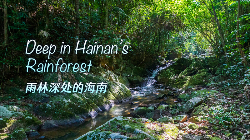 Au cœur de la forêt tropicale de Hainan : où la conservation rencontre le libre-échange video poster