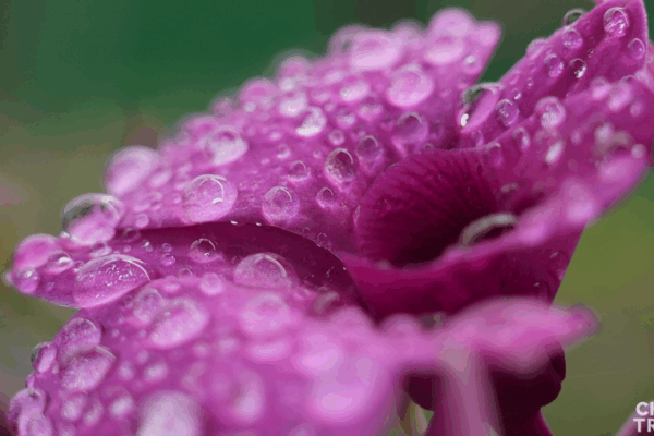Le Royaume des Orchidées de Hainan : Comment les Fleurs Alimentent la Croissance Locale