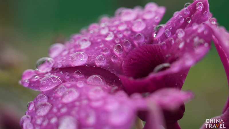 Le Royaume des Orchidées de Hainan : Comment les Fleurs Alimentent la Croissance Locale