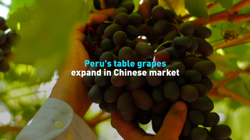 Les raisins de table du Pérou adoucissent l'essor du marché chinois video poster